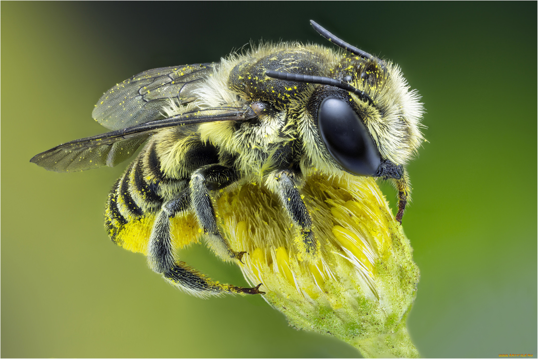 Пчела оса и шмель фото